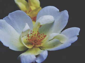 Close-up of white flower