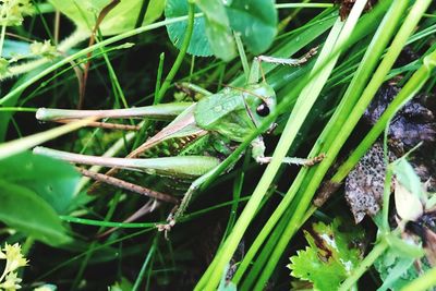 High angle view of frog on plant