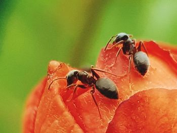 Close-up of insect on red flower