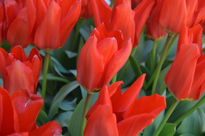 Close-up of red tulips