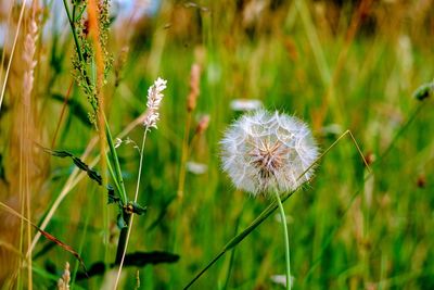 Close-up of dandelion on field