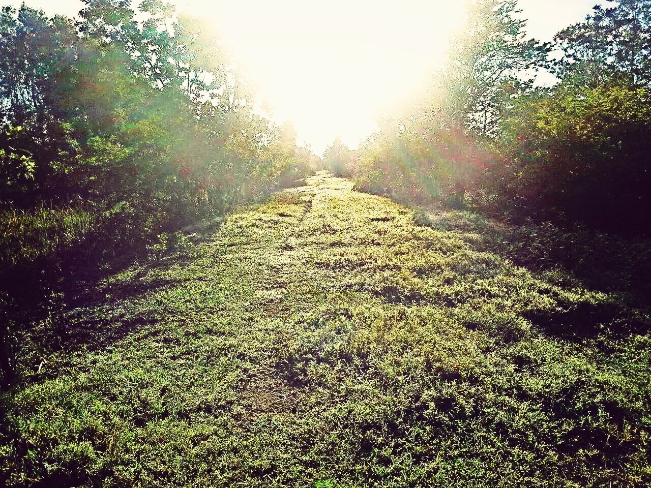 tree, tranquility, sunlight, growth, tranquil scene, green color, sun, grass, sunbeam, nature, beauty in nature, scenics, clear sky, the way forward, lens flare, plant, landscape, sunny, day, non-urban scene