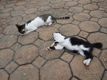 High angle view of a cat on footpath