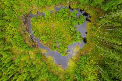 Aereal photo of natural heart shaped bog lake with little island surrounded by old spruce forest 