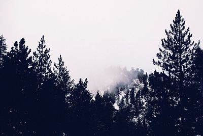 Silhouette trees against sky