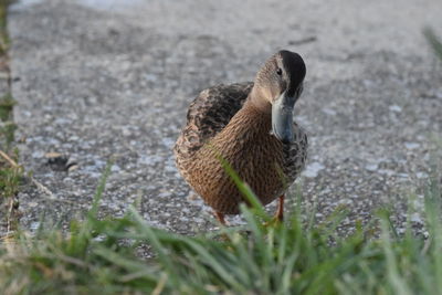 Close-up of a bird on field