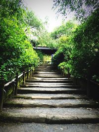 Steps amidst trees against sky