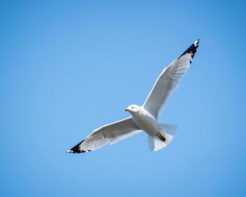 Low angle view of seagull flying