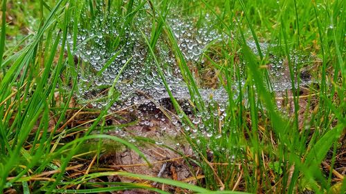 Close-up of wet grass on field