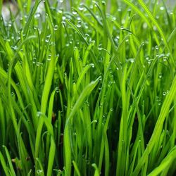 Full frame of grass growing on field