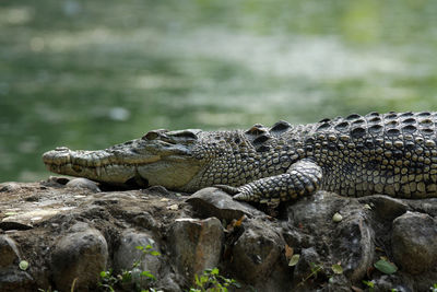 Saltwater crocodile