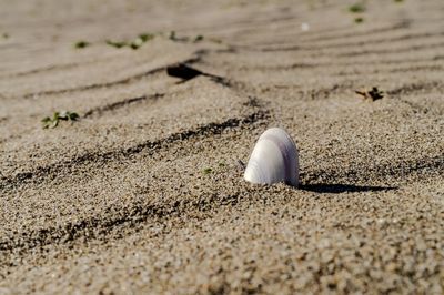 High angle view of seashell on sand at beach