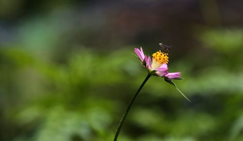 Close-up of butterfly pollinating on purple flower