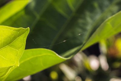 Close-up of spider on web