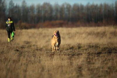 Man playing with dog while standing on land against sky