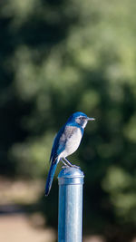 Jay jay blue bird 