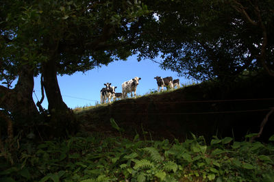 Low angle view of horse on tree against sky