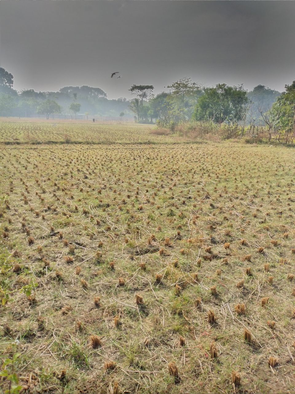 VIEW OF SHEEP ON FIELD