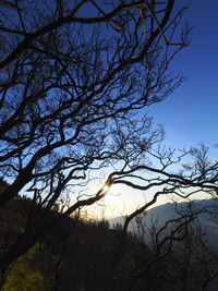 Low angle view of silhouette bare tree against sky