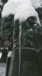 Close-up of frozen tree