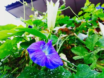 Close-up of purple flower blooming outdoors