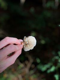 Close-up of hand holding flowering plant