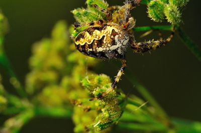 Close-up of insect on plant