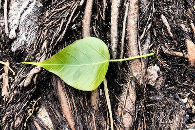 Close-up of plant