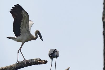 Low angle view of gray heron perching against clear sky