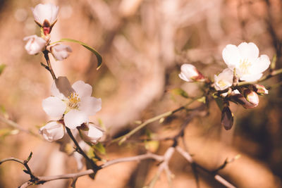 Close-up of cherry blossom