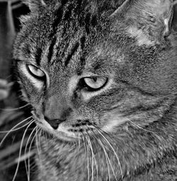 Close-up portrait of cat