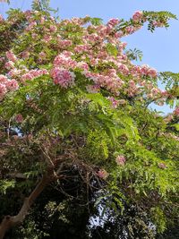 Pink flowers on tree