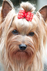 Close-up portrait of a dog