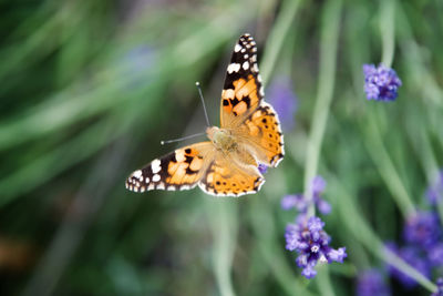 Close-up of butterfly pollinating on purple flower