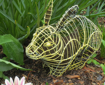 Close-up of plant