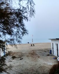 Man on beach against clear sky