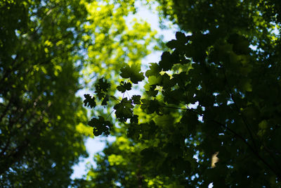 Low angle view of tree against sky