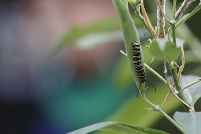 Close-up of caterpillar against blurred background
