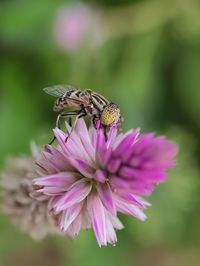 Close-up of butterfly pollinating on pink flower