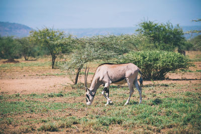 Side view of horse on field