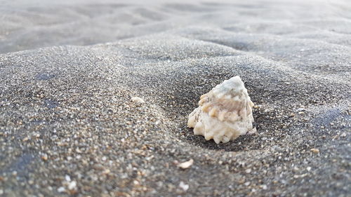 Close-up of crab on sand