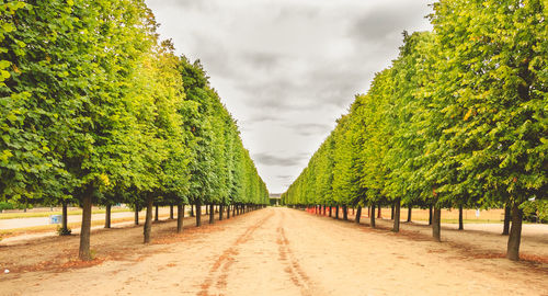 Panoramic view of footpath amidst trees against sky