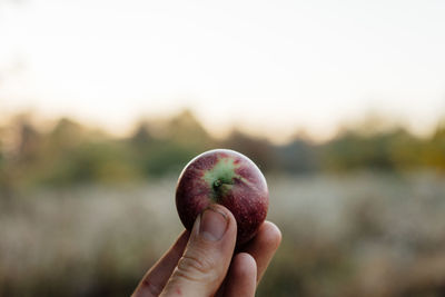 Close-up of hand holding apple against sky