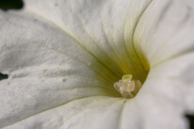 Close-up of white flower