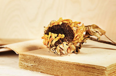 Opened old book with yellow dried sunflower