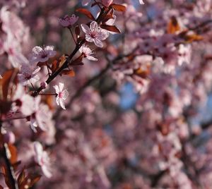 Close-up of pink cherry blossoms