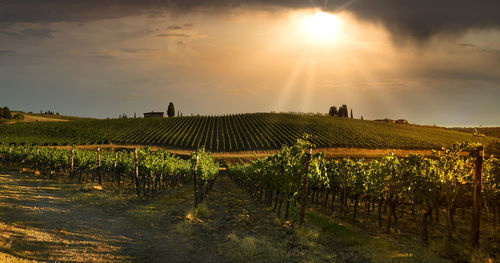 Scenic view of vineyard against sky during sunset