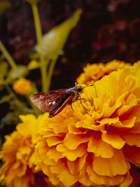 Close-up of insect on yellow flower