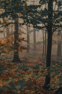 Trees growing by building during autumn