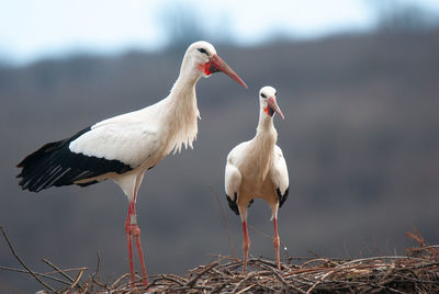 Couple white storks on the nest, stork breeding in spring, ciconia, alsace france, oberbronn 